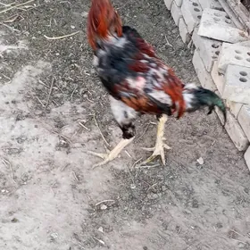 horaz