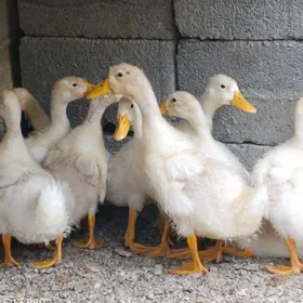 Ördek pekin