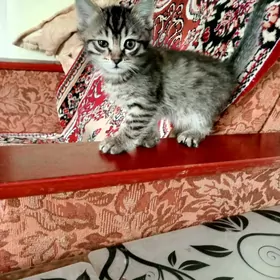 котята