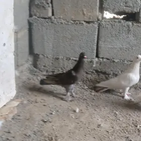 kepderi