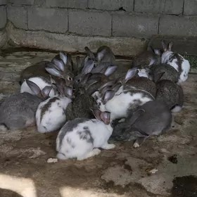 Towşan