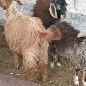 çebiş