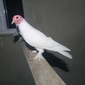 kepderi