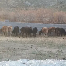 Okuzce