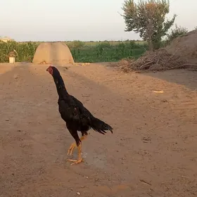 özbek
