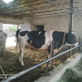 paroda hovur okuz