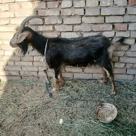 Geci