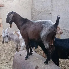 TEKE KELEK