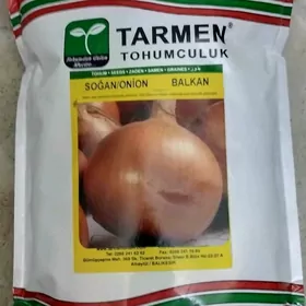 Sogan tohum