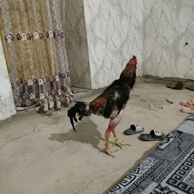 horaz