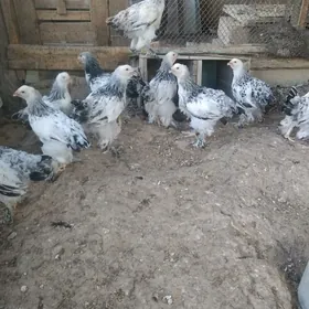 Brama juyje we towuklar