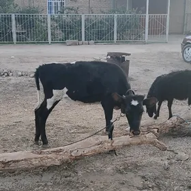 paroda yaş ojak