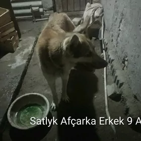 Афчарка