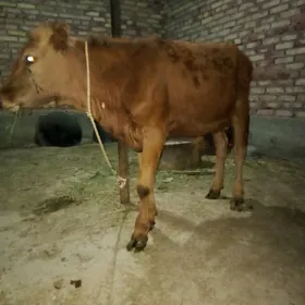 Tohum Öküzler 8 aýlyk 2 sany