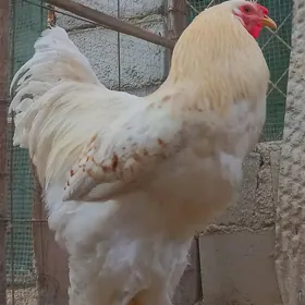 Brama horaz