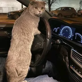 Британский
