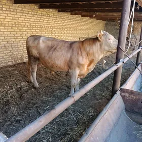 öküz