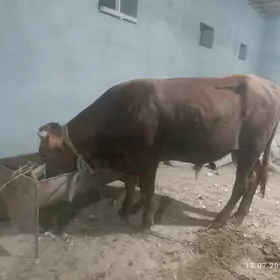 Öküz