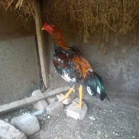 шамо бабай