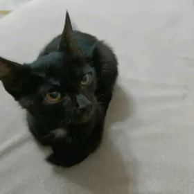 котенок