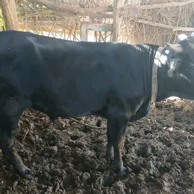 öküzler
