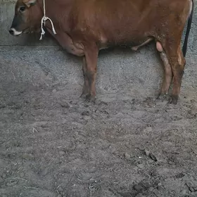 3 Öküz