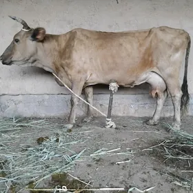 Göleli sygyr
