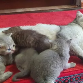 Wislouhy shinshilla pishijekl