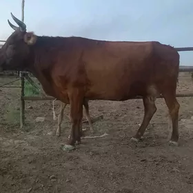 göleli.