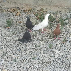 kepderi