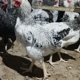 DOMINAT HORAZLAR