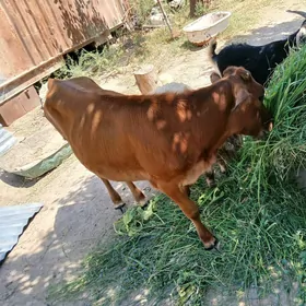 Göle