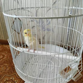 попугай