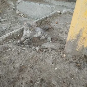 котенок в добрые руки
