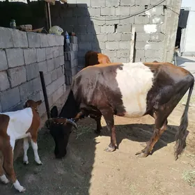 goleli sygyr