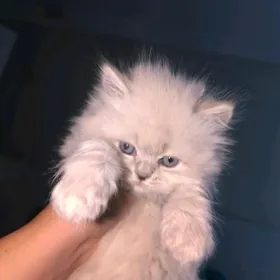 poroda pişik,персидский кот