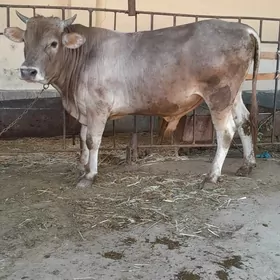 bakylan öküz