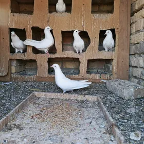 kepderi