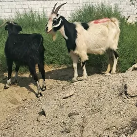 Geci
