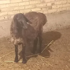 кочкар 2 саны