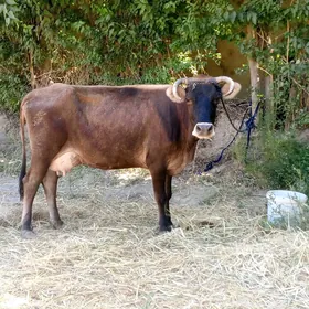 Göleli sygyr