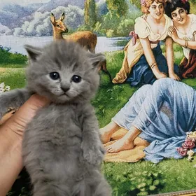 шотландскик прямоухие котята