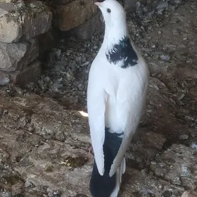 kepderi