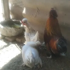 карлик