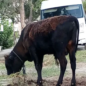 öküz siwes yerli tohum