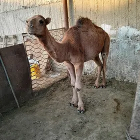 owsuk