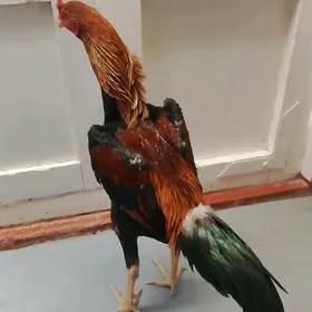 Horaz