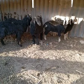 cewiş