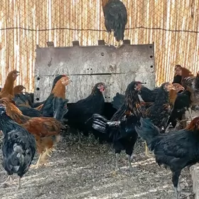 Horazlar