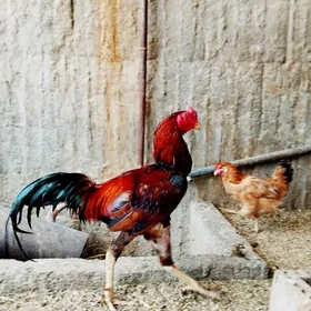 Taşkent Horaz